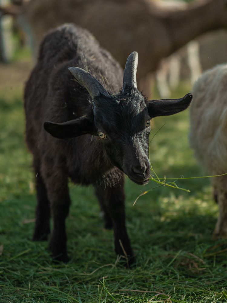 Фотография автора Доляна Ашкова