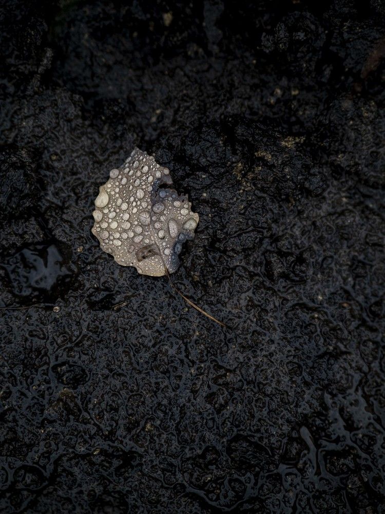 Фотография автора Доляна Ашкова