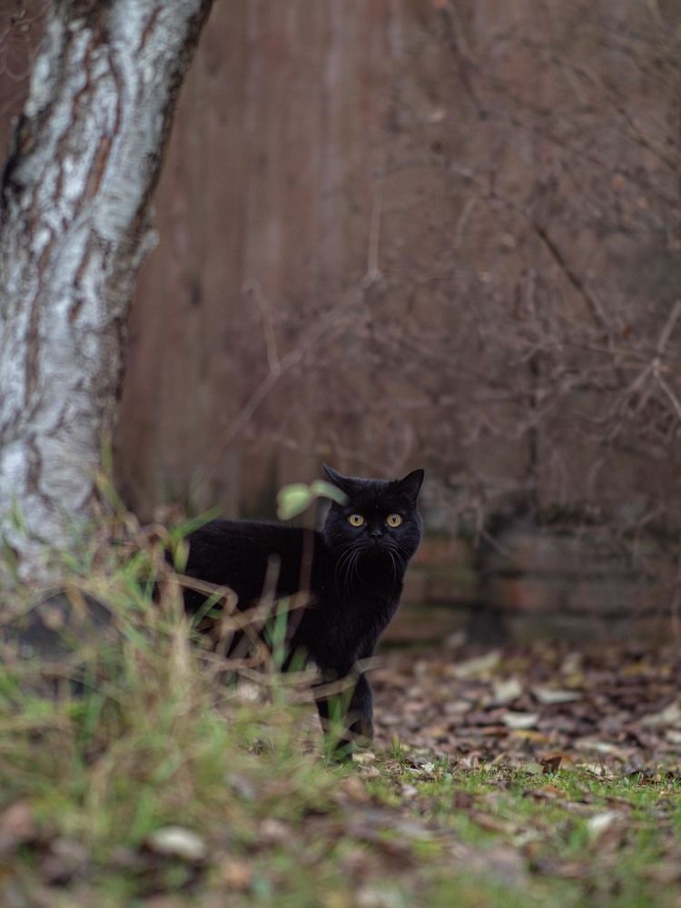 Фотография автора Доляна Ашкова