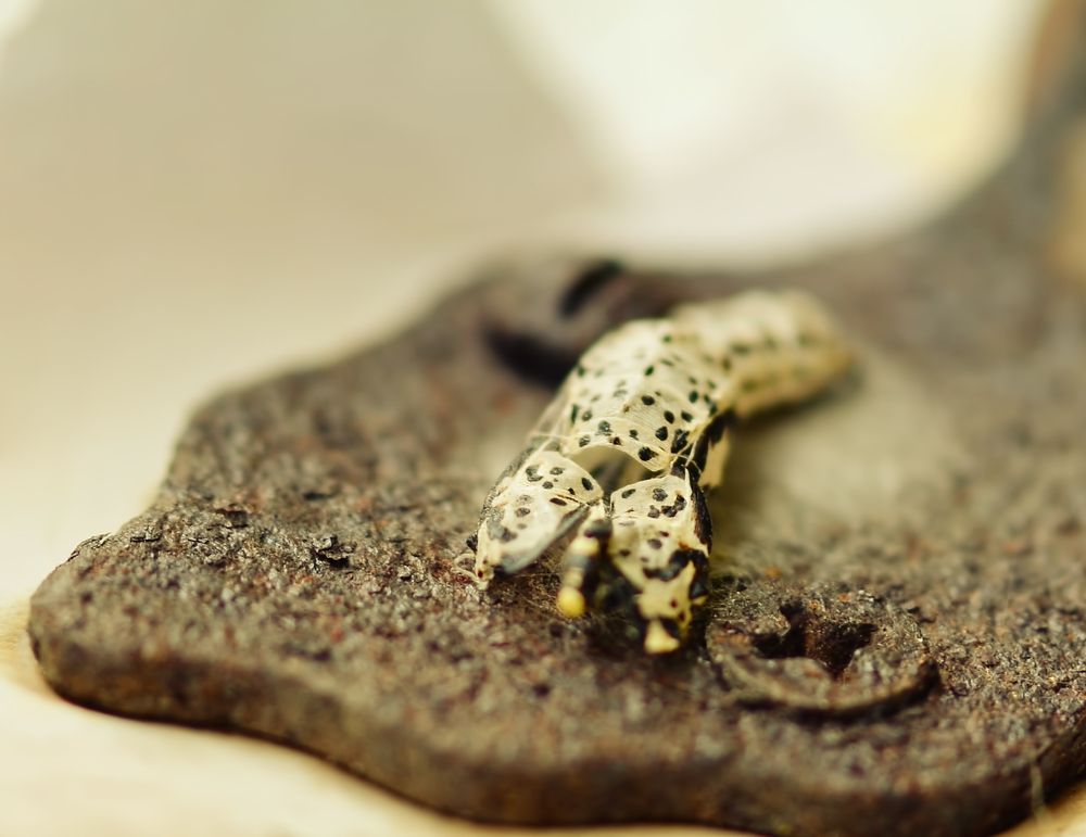 Photograph by Владислав Кравцов