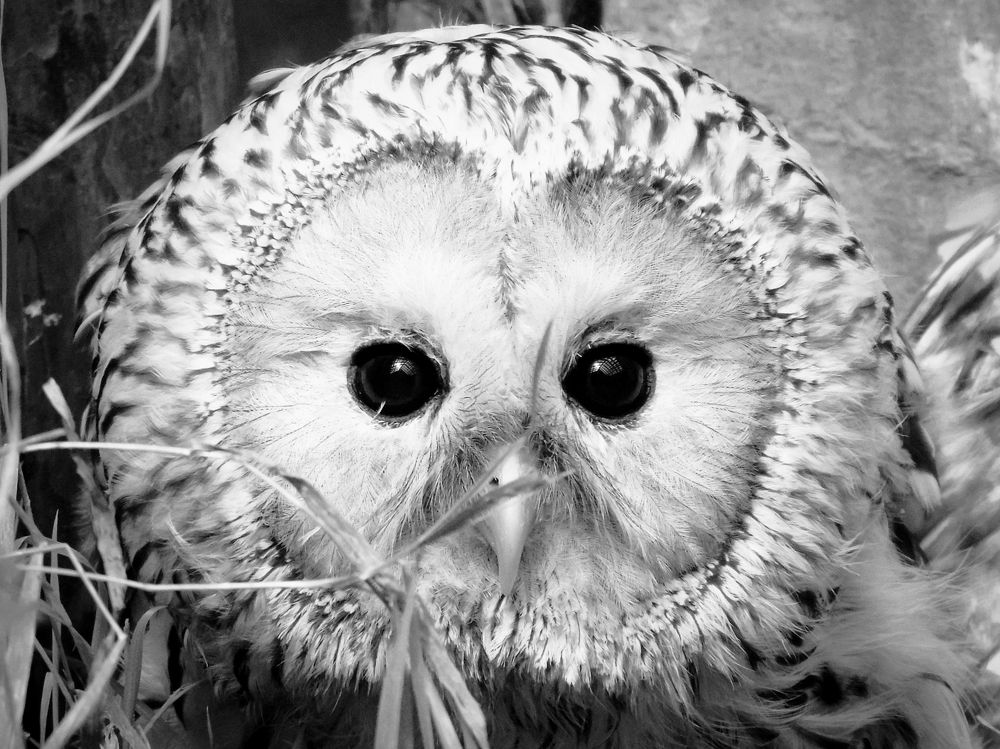 Бездонные глаза длиннохвостой неясыти