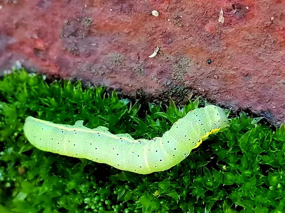 Photograph by Галина Карманова