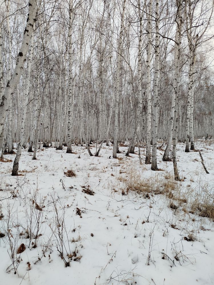 Photo #11303879