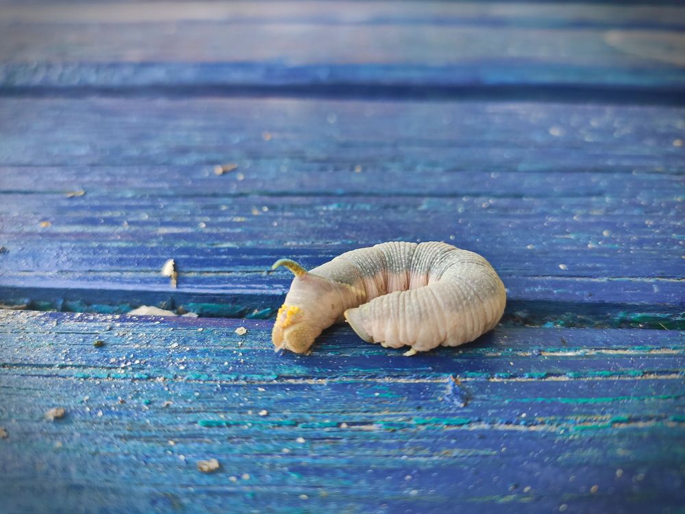 Photograph by Виталий Черепенькин