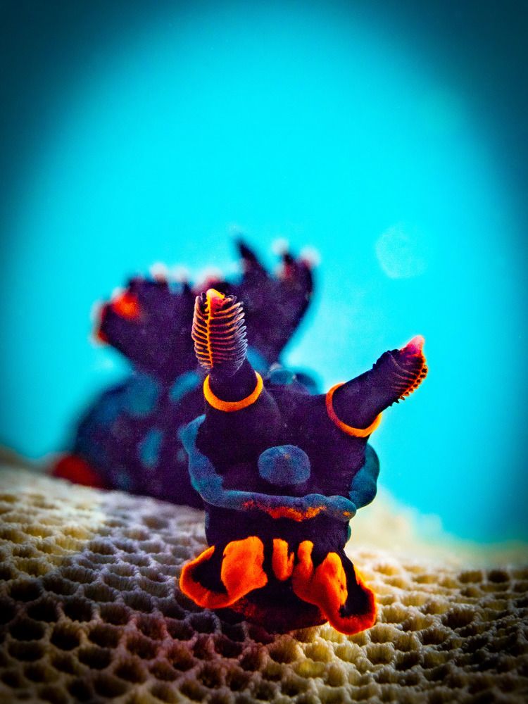 Photograph by Alexander Plakida