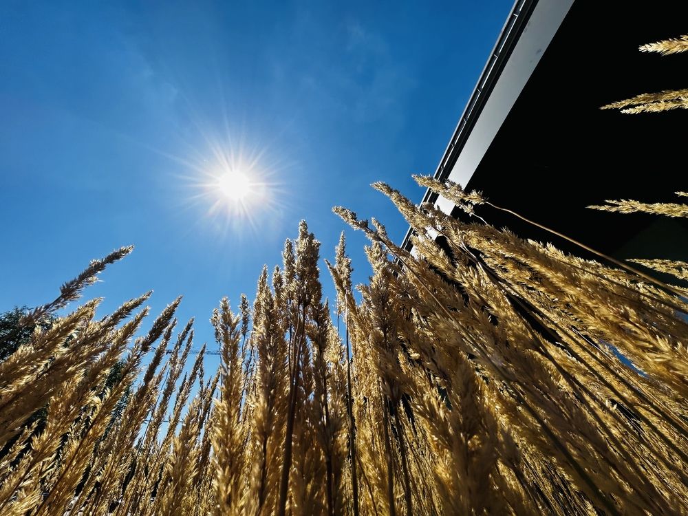 Photograph by Alex Rionir