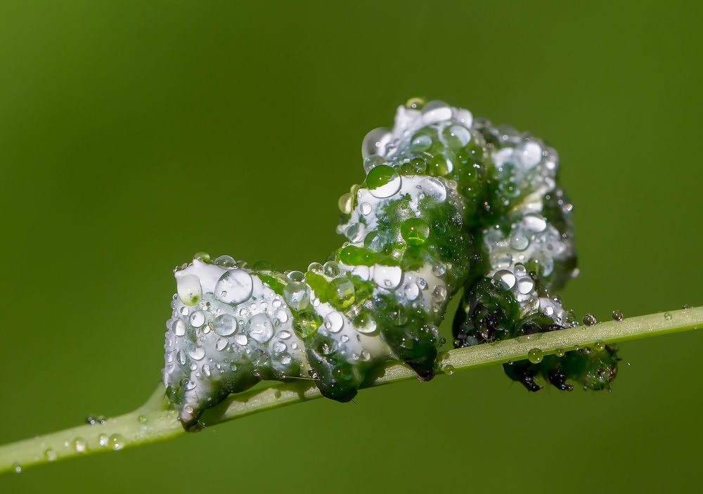 Photograph by Andrey Pristyazhnyuk