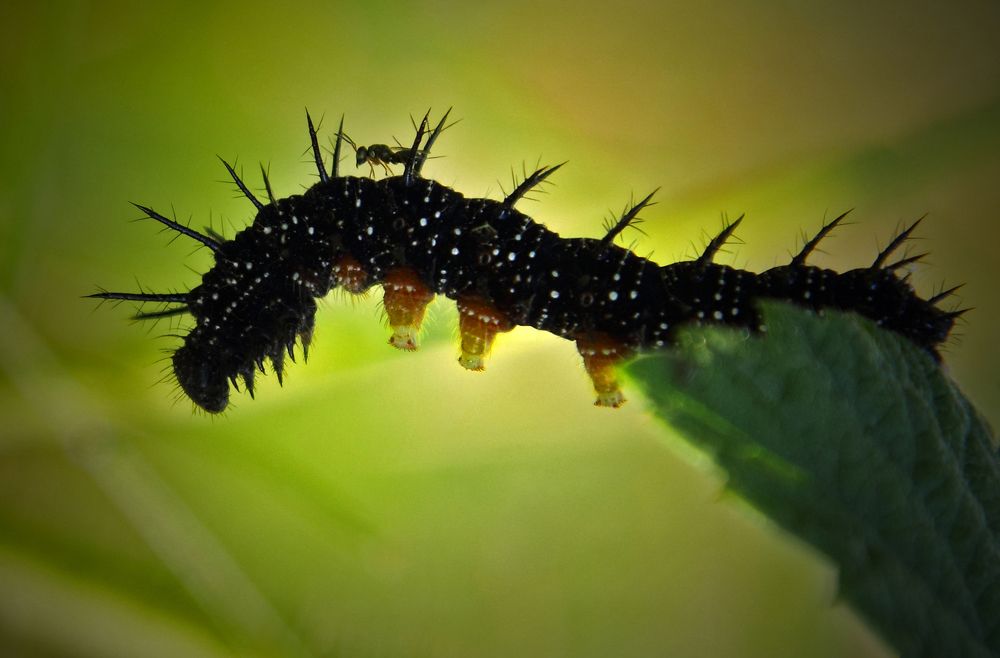 Фотография автора Andrey Pristyazhnyuk