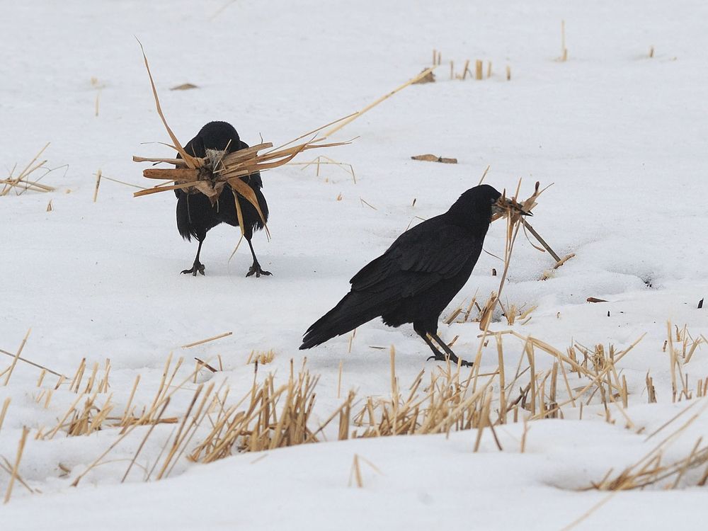 Заготовка камыша. Грачи.