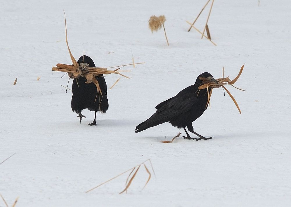 Строим дом. Грачи.