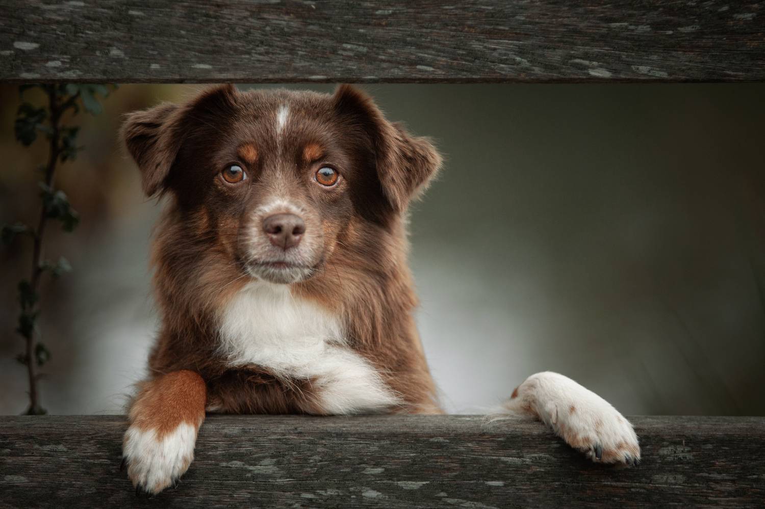 Фотография #11304198