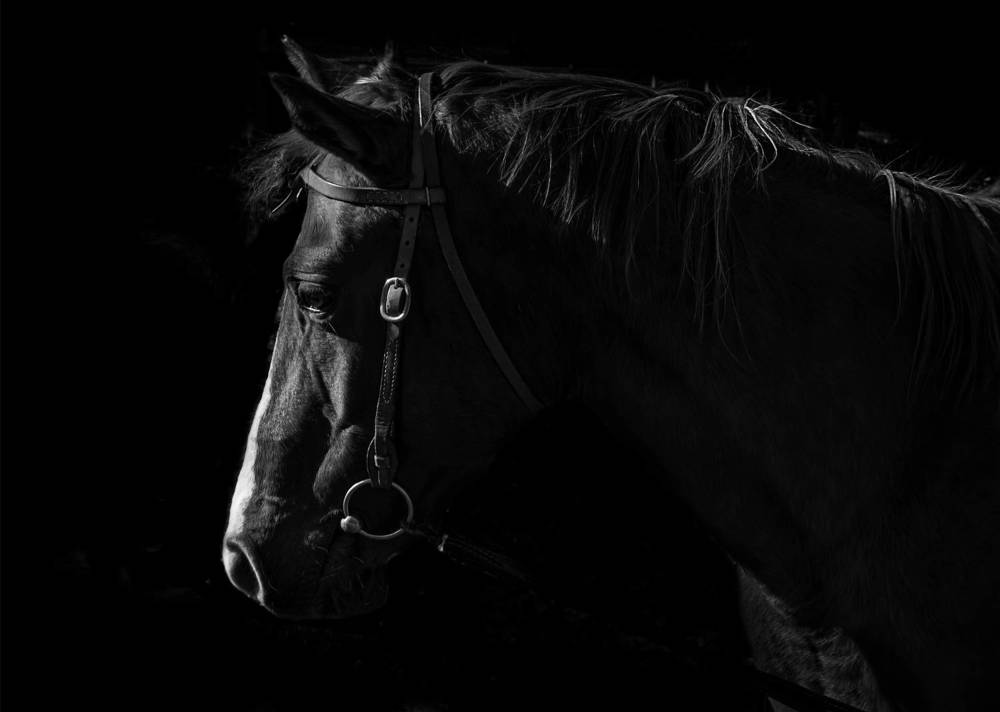 Photograph by Natalia Bondarenko