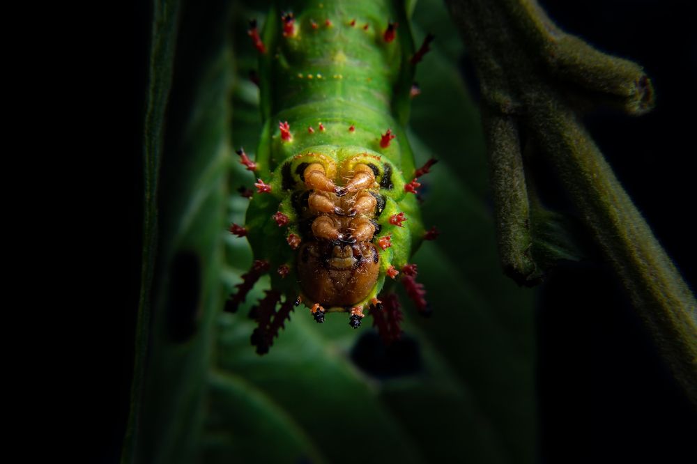 Photograph by ANGELA MACARIO