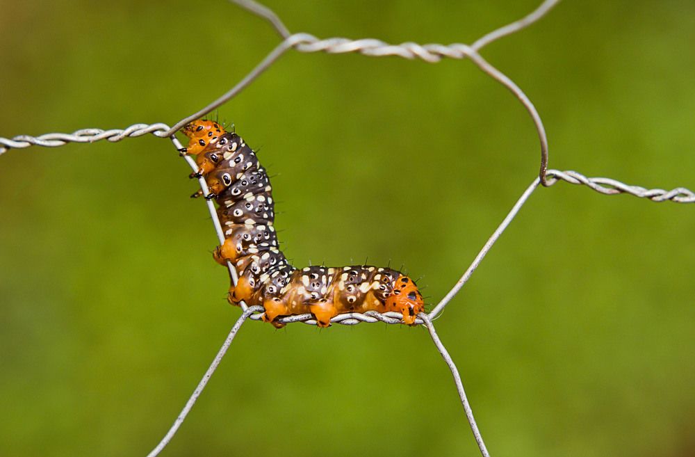 Photograph by ANGELA MACARIO