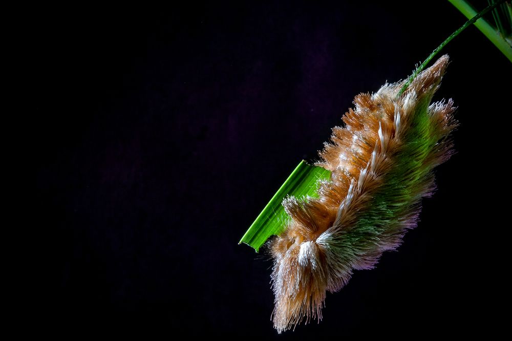 Photograph by ANGELA MACARIO