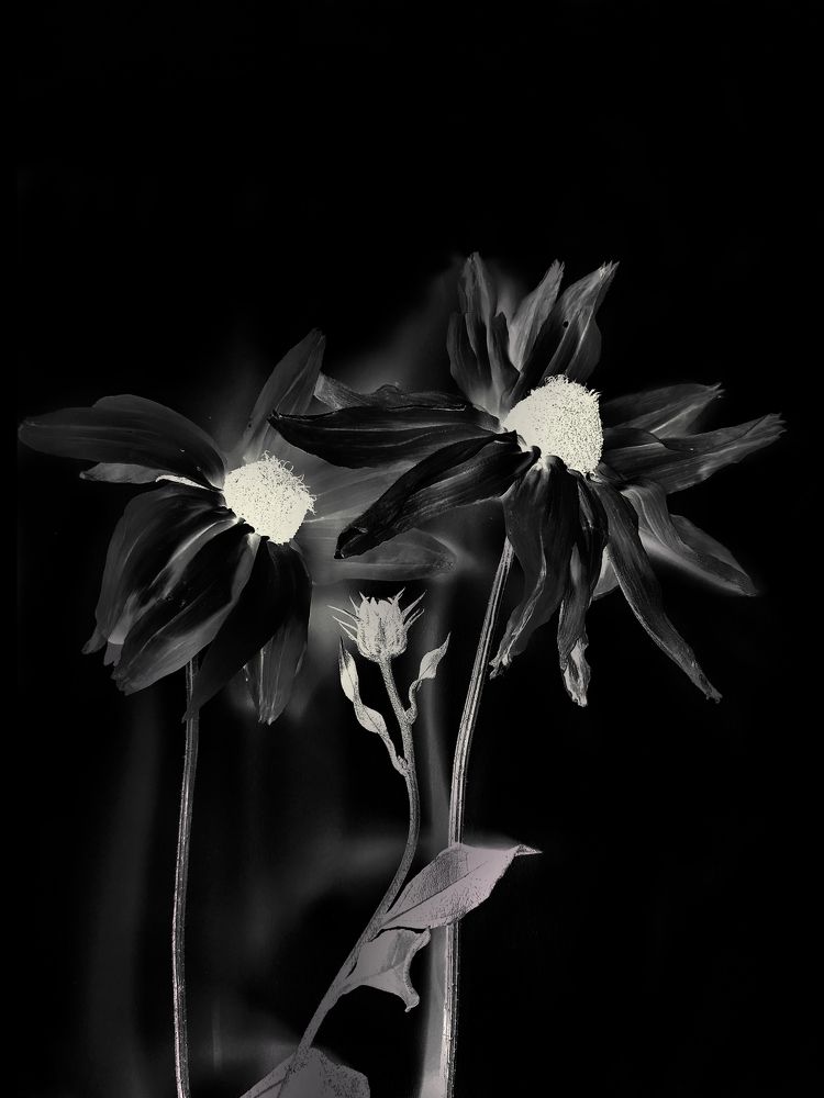 Photograph by Лариса Сиверина