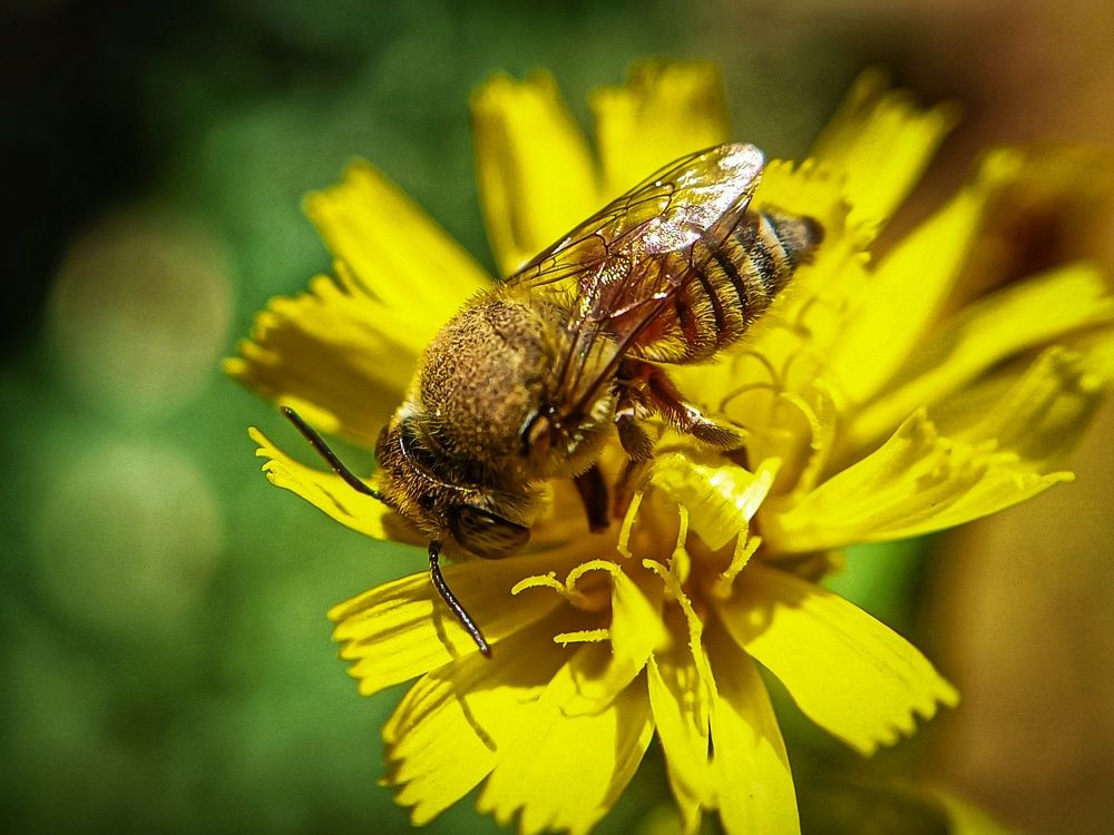 Bee in yellow flower