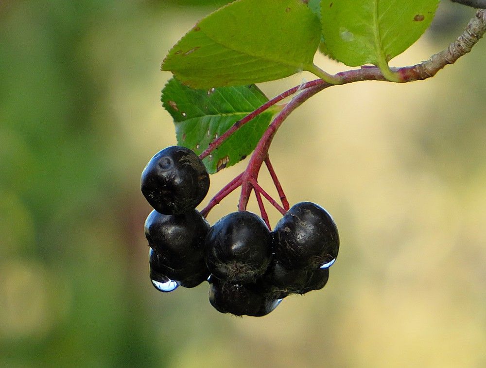 Черноплодка