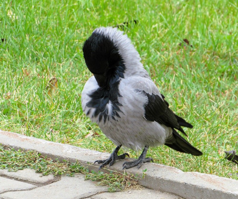 Каркуша галстук поправляет