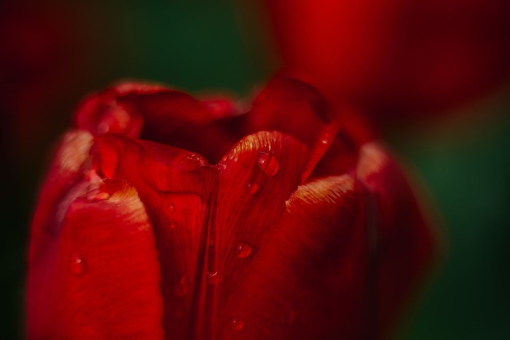 Photograph by Светлана Субботина