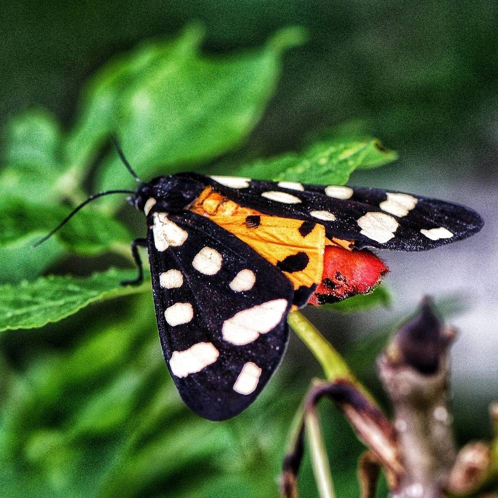 Photograph by Василиса Прекрасная