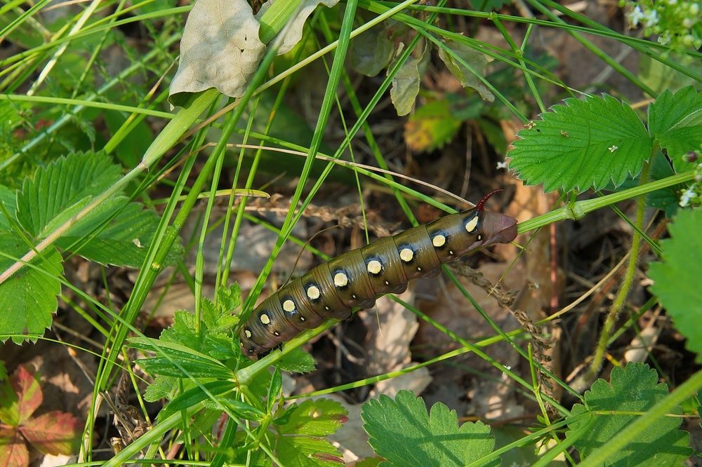 Photograph by Василий Быстрицкий