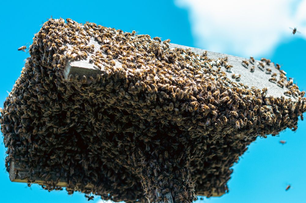 Photograph by Лина Матвеева