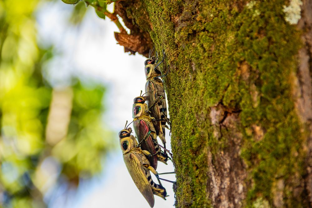 Photograph by Ângela Macário