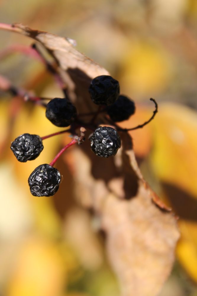 Photograph by Любовь Лунина