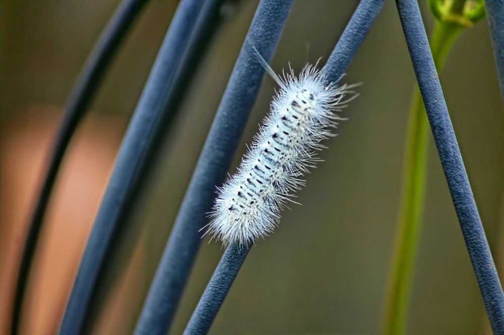 Photograph by A. G. Bisschop