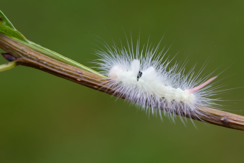 Краснохвост