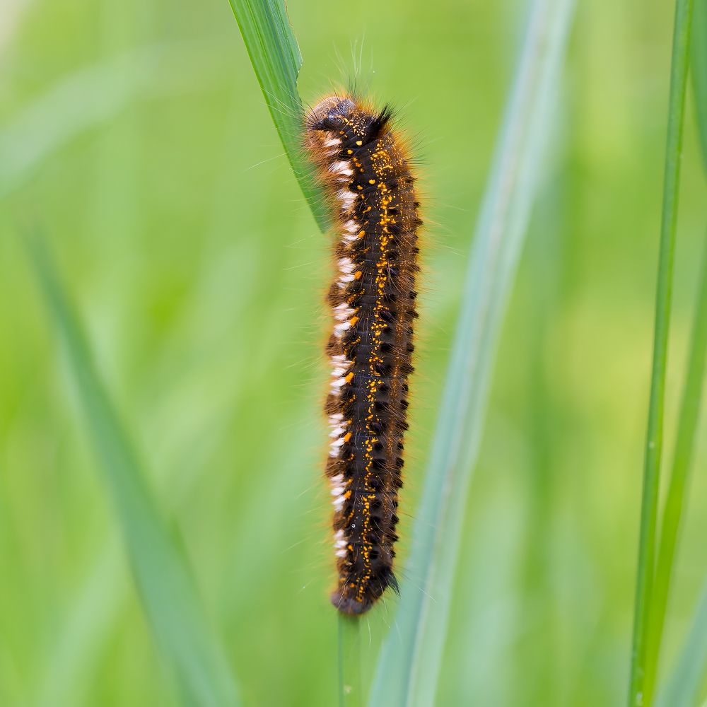 Коконопряд травяной