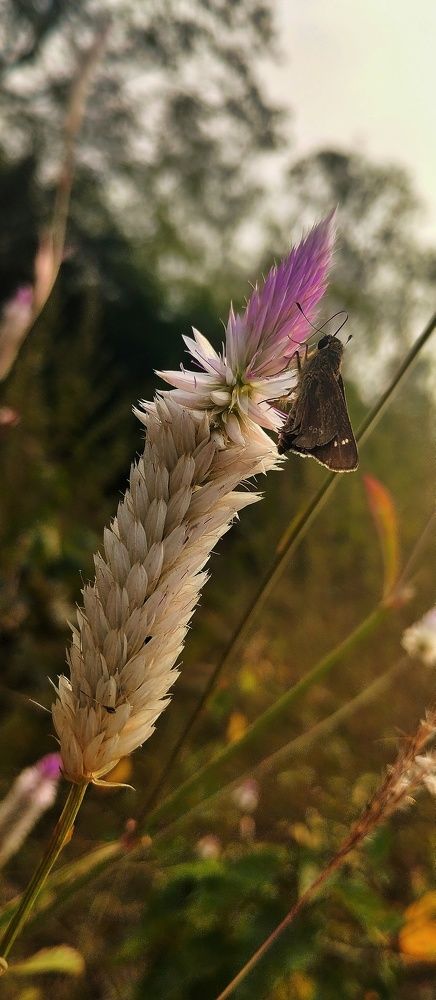 Photograph by Aman Ramteke
