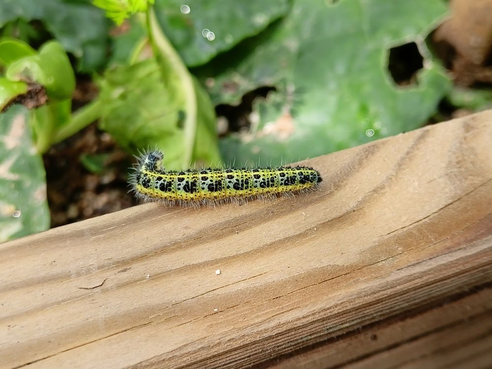 Photograph by Marija Obradovic