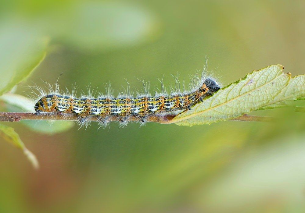 Photograph by Manon Jacob