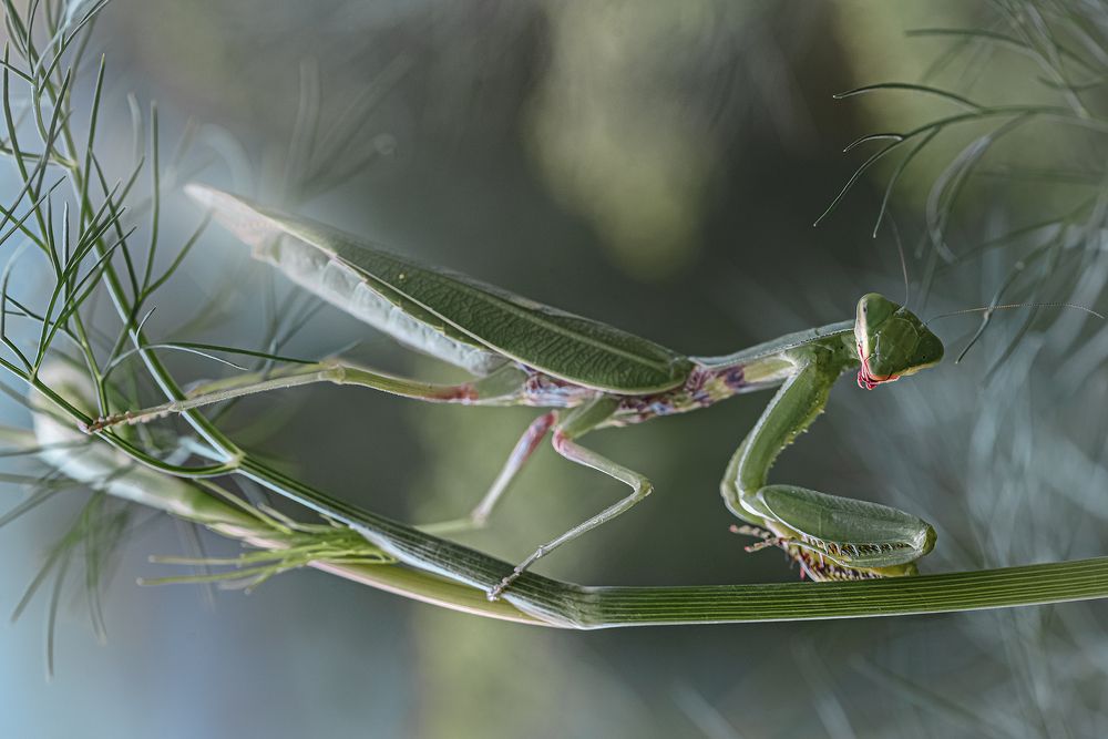 Перебежчик