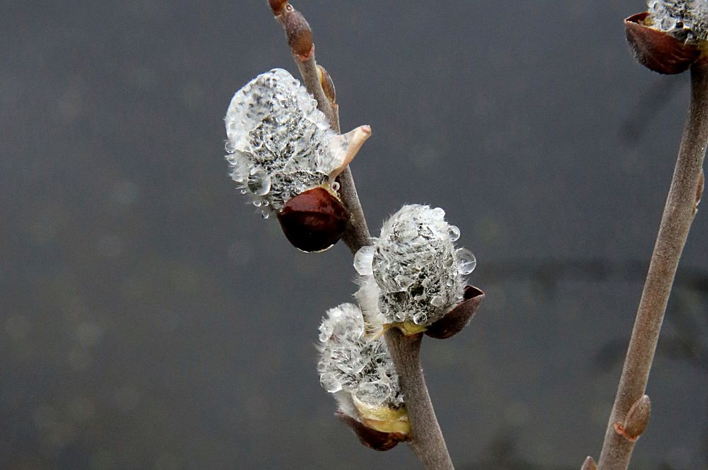 Фотография автора Николай Семенец