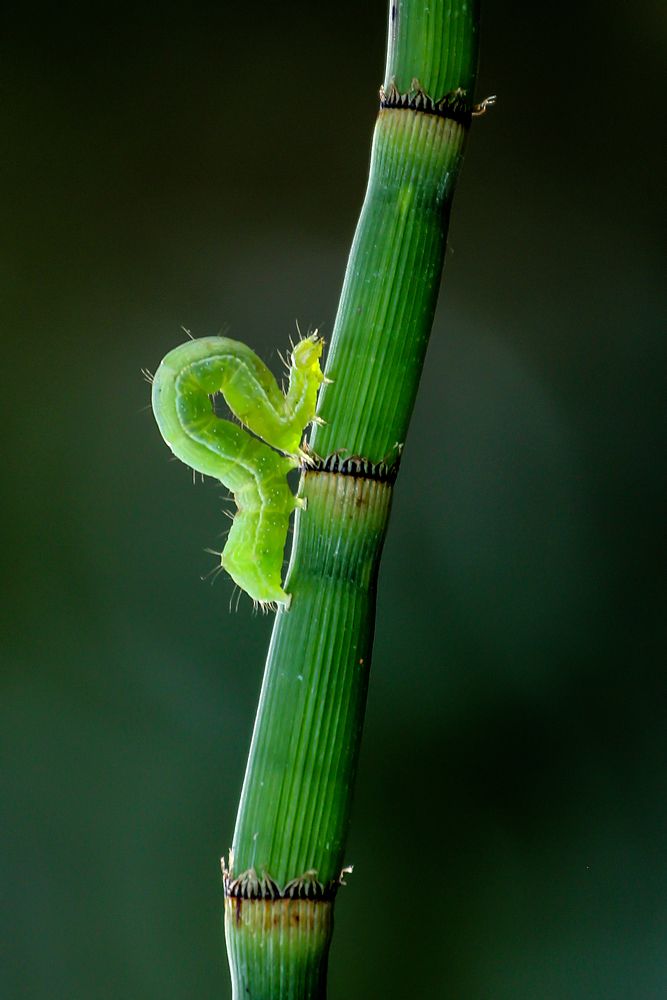 Photograph by Luís Sérgio Gonçalves