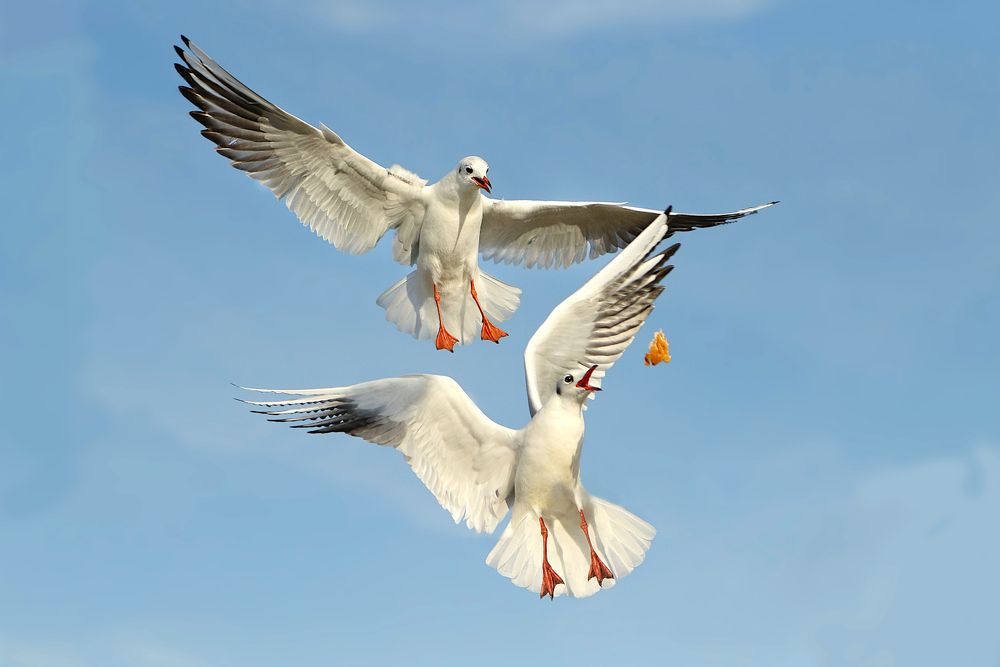 Photograph by Шруб (Беляева) Татьяна