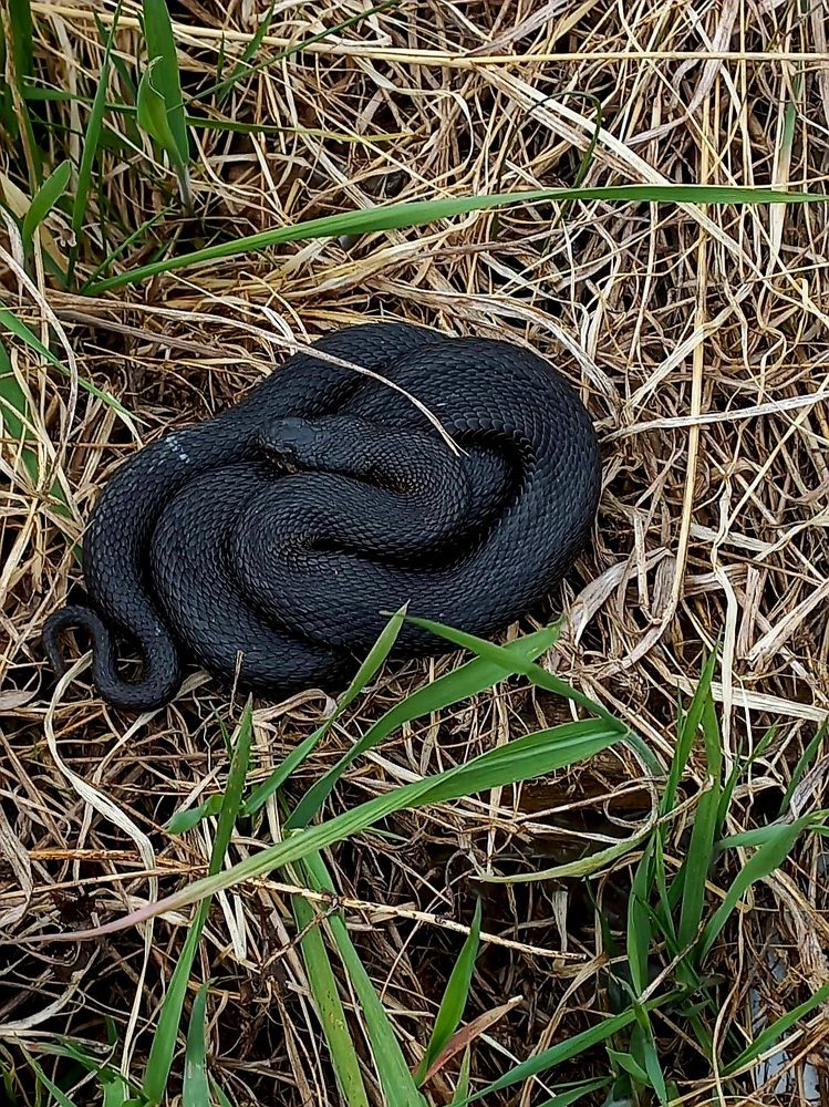 Photograph by Зоя Кулько