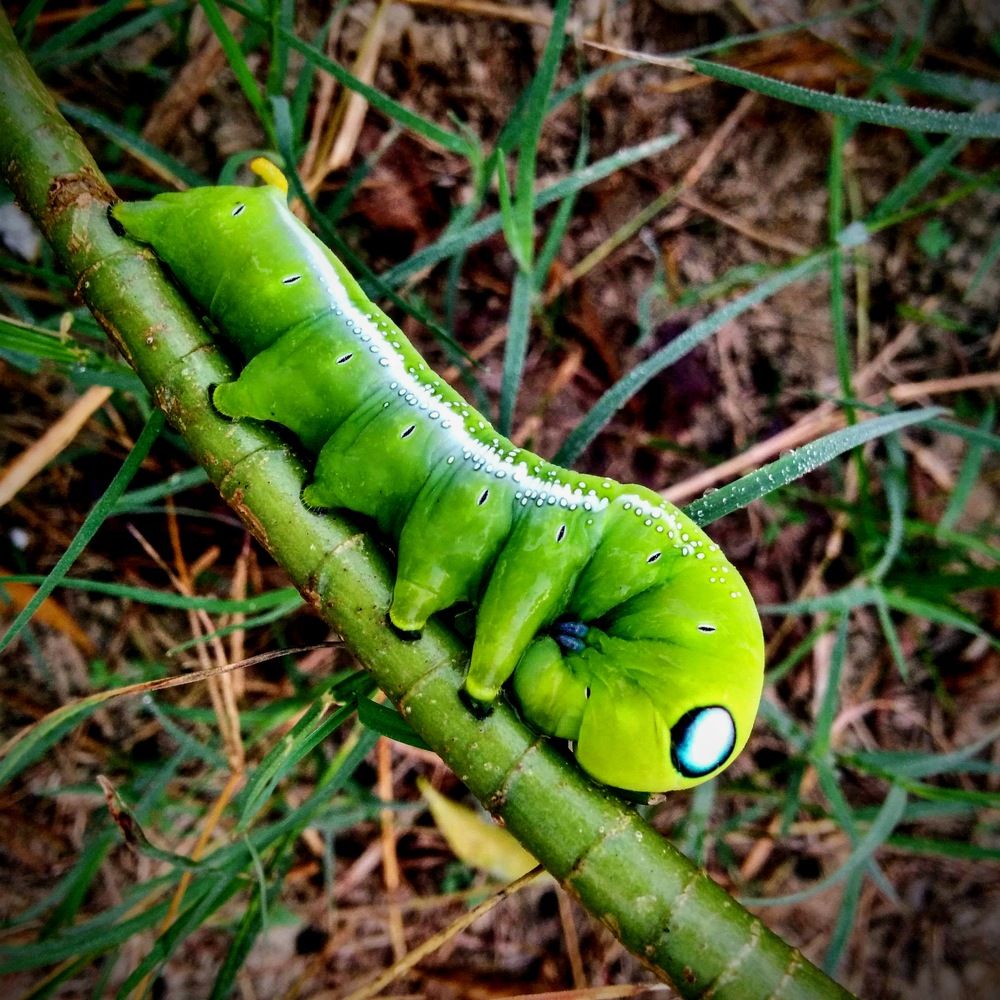 Photograph by Kamal Kishore Srivastava