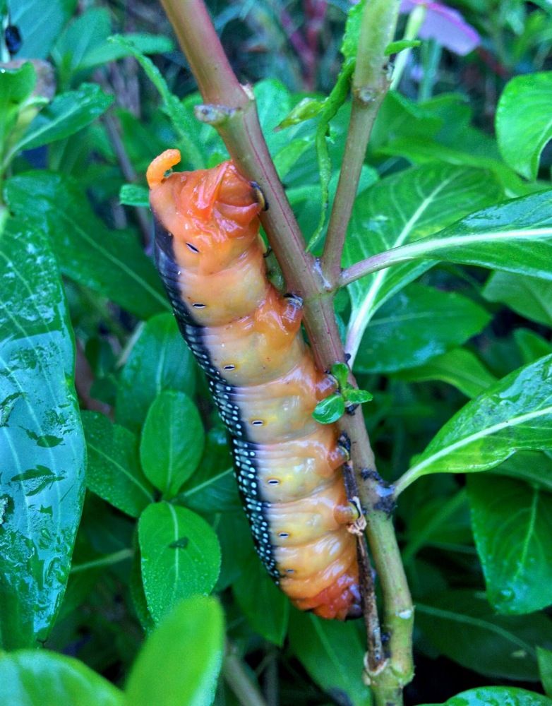 Photograph by Kamal Kishore Srivastava