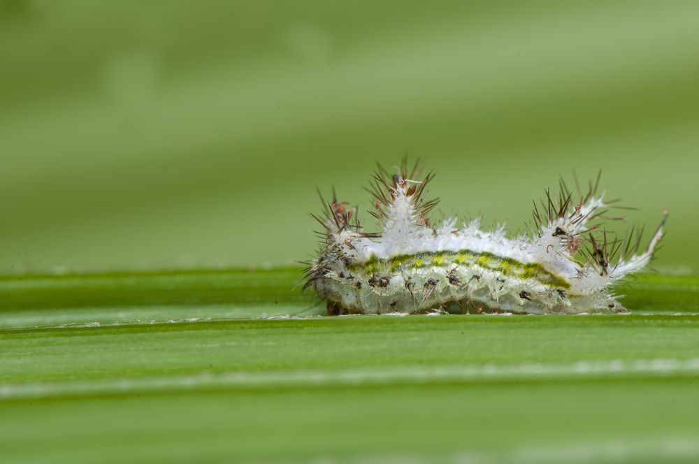 Photograph by Chamara Sulakkhana Polwatta Siriyalage