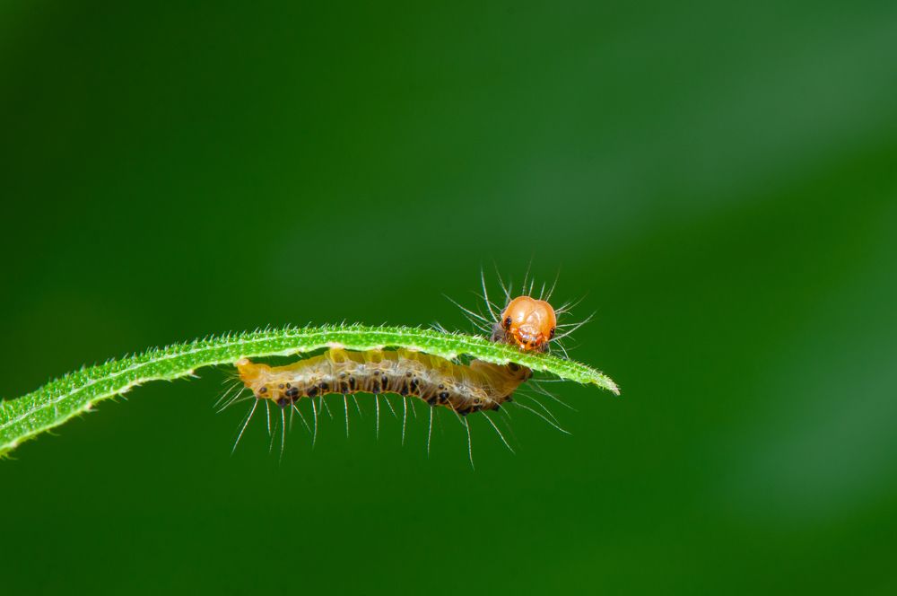 Photograph by Chamara Sulakkhana Polwatta Siriyalage