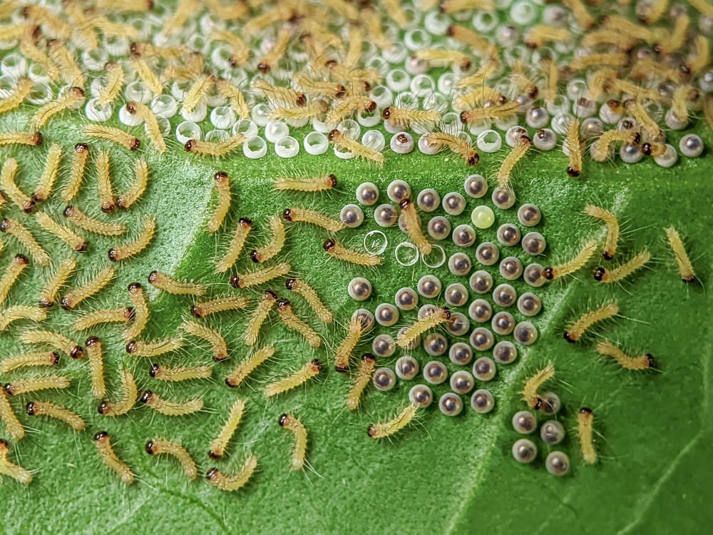 Photograph by Md Mofizul Islam