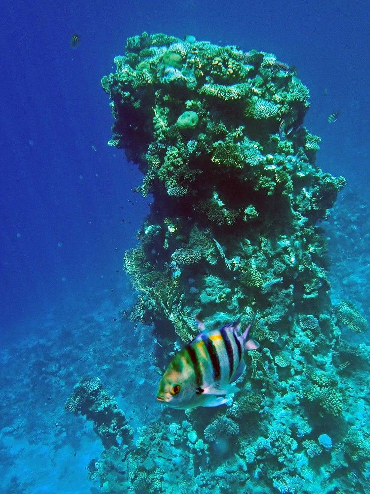 Photograph by Игорь Пшеничников