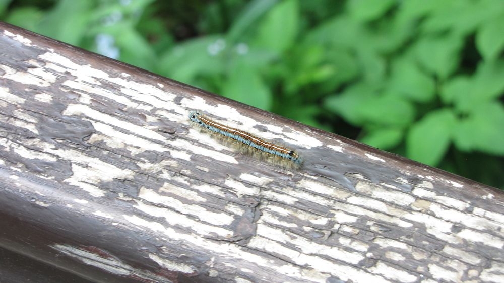 Beautiful green caterpillar creeps on a green plant in the garden
