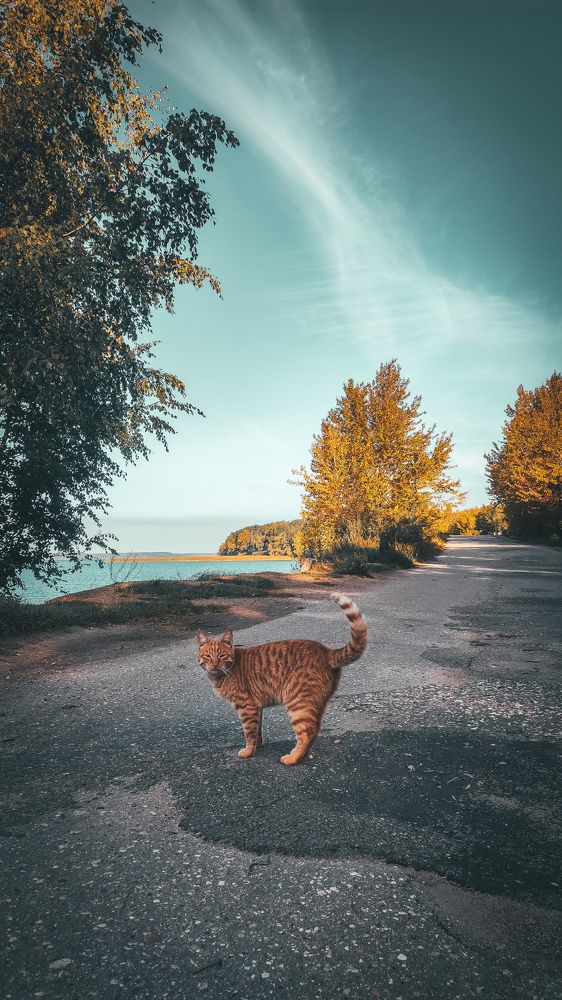 Селигерский кот