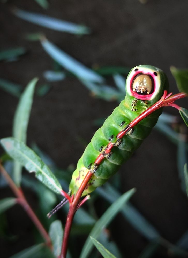 Гусеница гарпии большой
