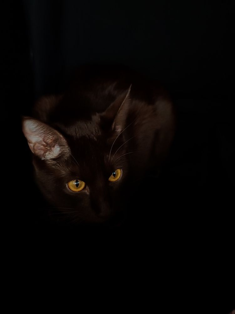 Photo #11305602